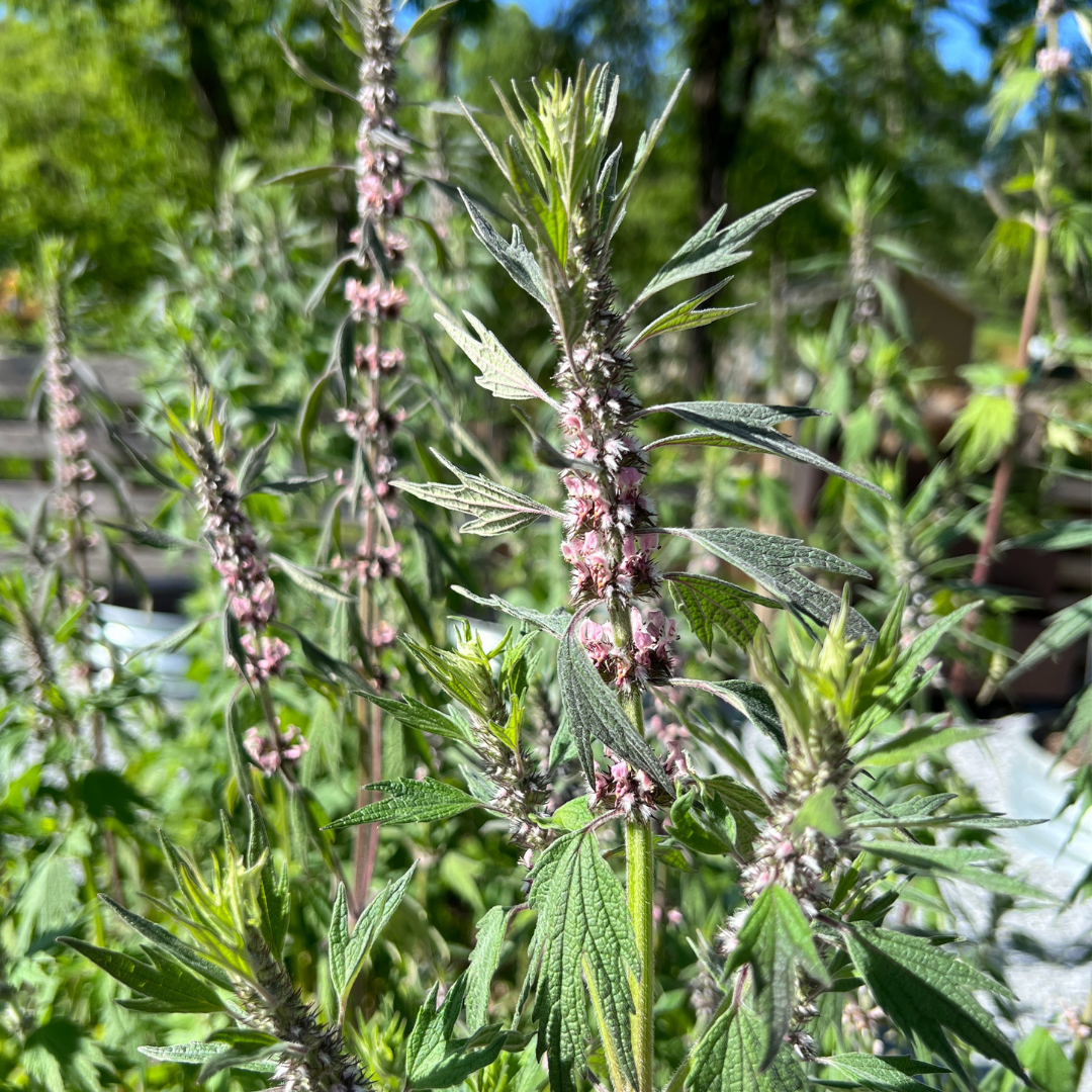 Motherwort Tarot Garden + Gift Seed Packet