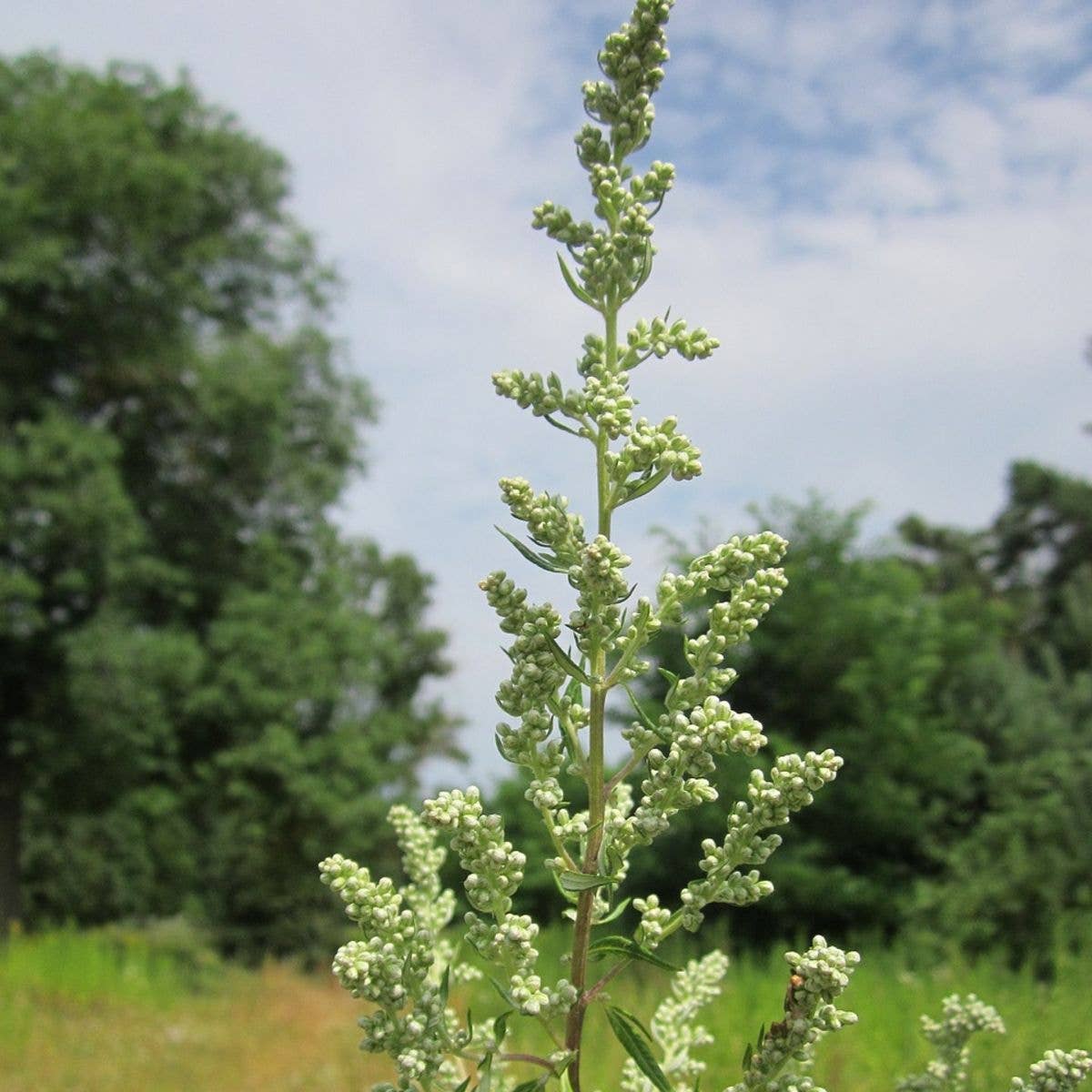 Wormwood Mugwort Tarot Garden + Gift Seed Packet