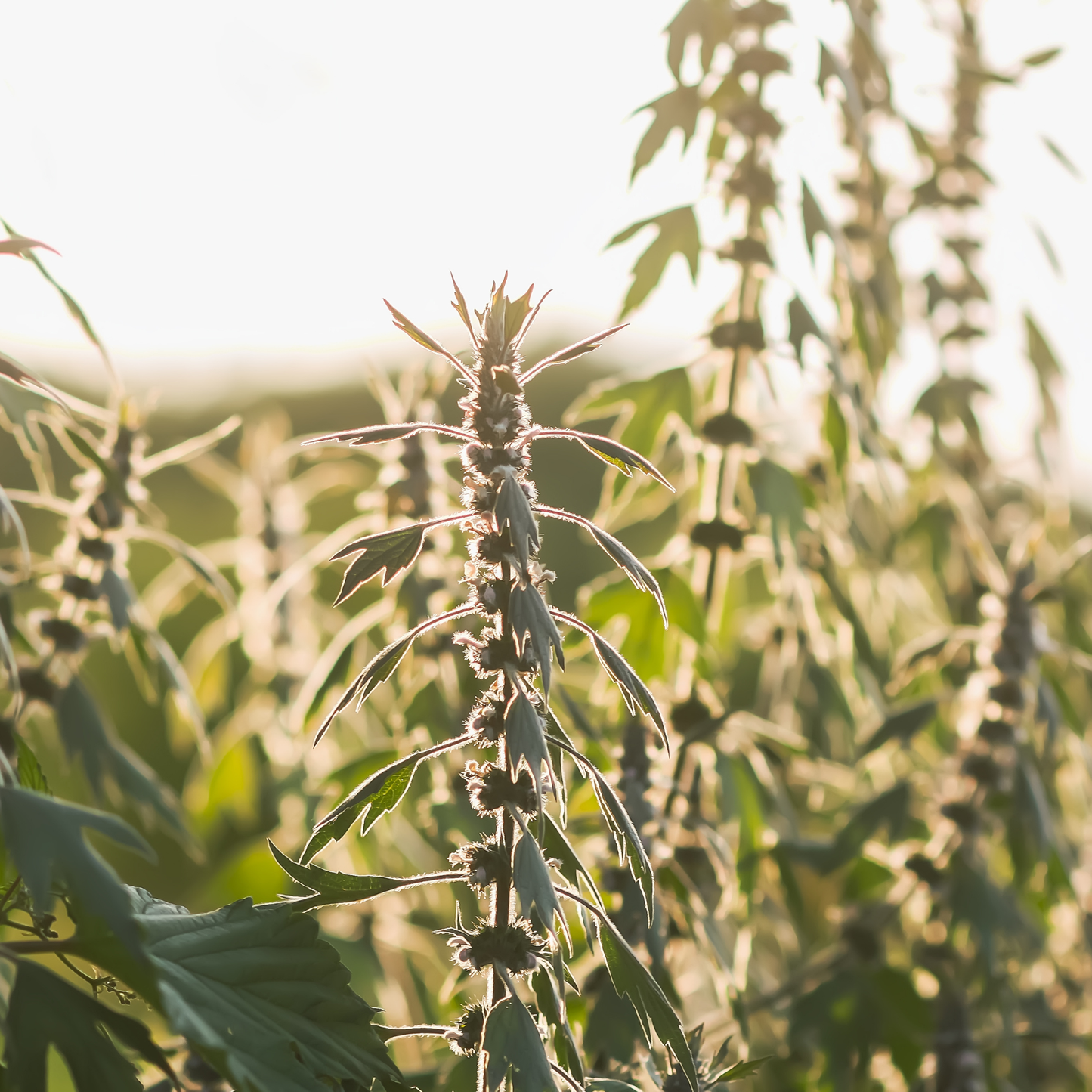 Motherwort Tarot Garden + Gift Seed Packet