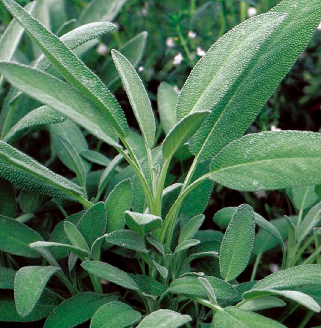 Broadleaf Sage Tarot Garden + Gift Seed Packet