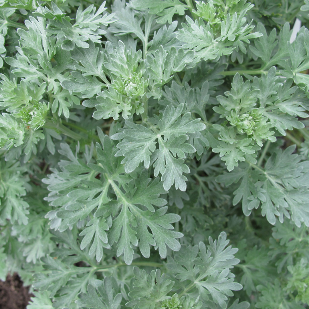 Wormwood Mugwort Tarot Garden + Gift Seed Packet