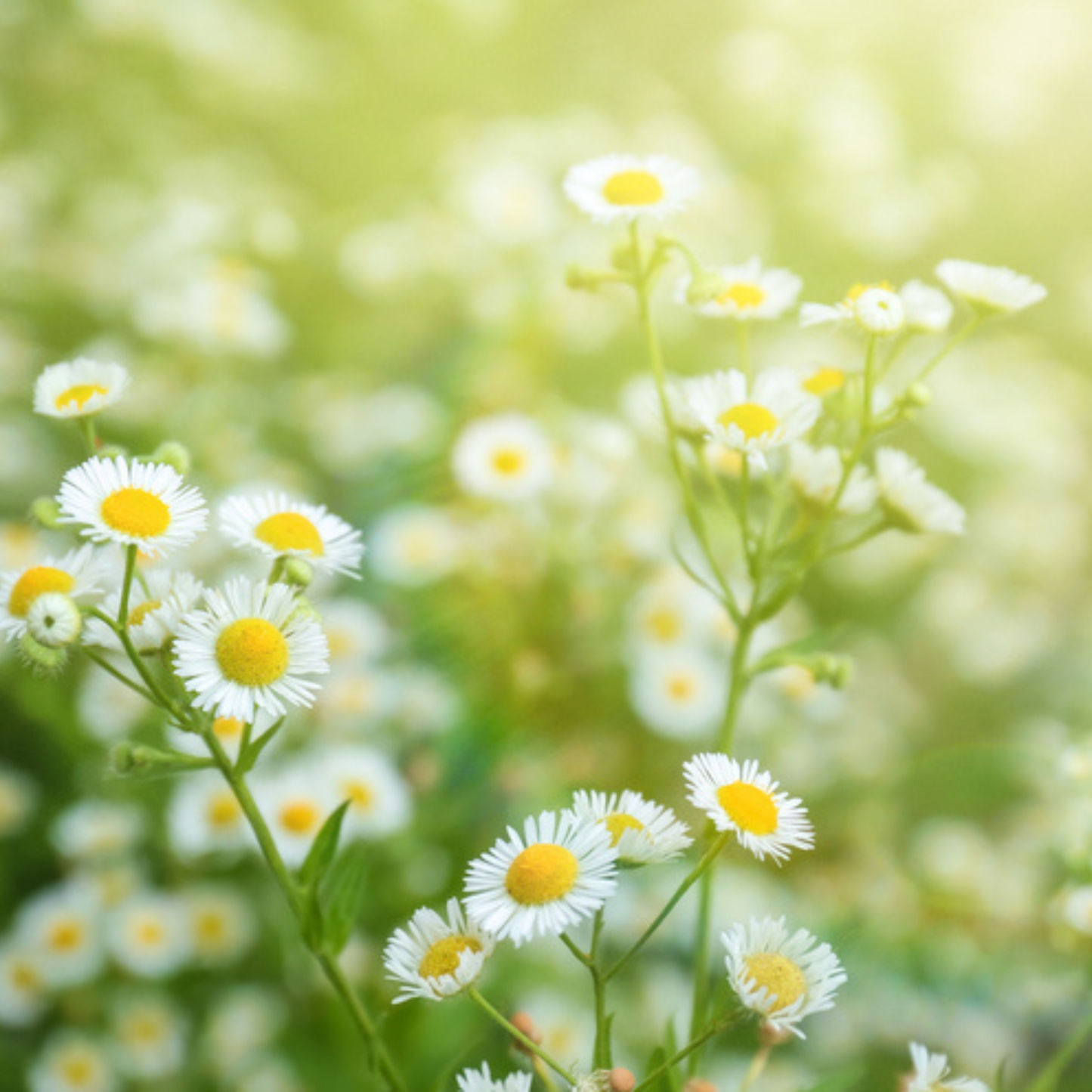 German Chamomile Tarot Garden + Gift Seed Packet